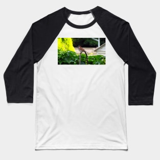 Male House Sparrow Baseball T-Shirt